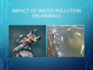 Effects Of Water Pollution On Animals