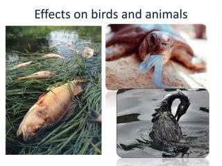 Effects on birds and animals
 