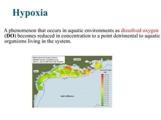 Hypoxia
A phenomenon that occurs in aquatic environments as dissolved oxygen
(DO) becomes reduced in concentration to a point detrimental to aquatic
organisms living in the system.
 
