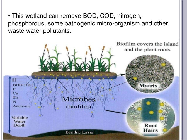 Water Pollution & It's Solution