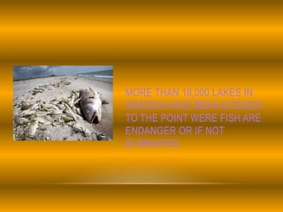 MORE THAN 18,000 LAKES IN
SWEDEN HAVE BEEN ACIDIZED
TO THE POINT WERE FISH ARE
ENDANGER OR IF NOT
ELIMINATED
 