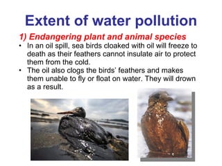 Extent of water pollution 1) Endangering plant and animal species In an oil spill, sea birds cloaked with oil will freeze to death as their feathers cannot insulate air to protect them from the cold. The oil also clogs the birds’ feathers and makes them unable to fly or float on water. They will drown as a result. 