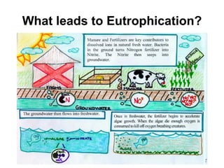 What leads to Eutrophication? 