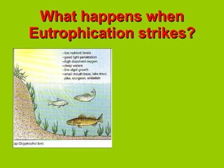 What happens when Eutrophication strikes? 