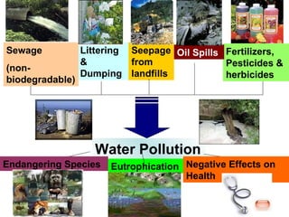 Littering & Dumping  Fertilizers, Pesticides & herbicides Seepage from landfills Oil Spills  Sewage  (non-biodegradable)  Water Pollution Eutrophication Endangering Species Negative Effects on Health 