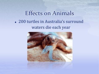 Effects on Animals
 200 turtles in Australia’s surround
waters die each year
 