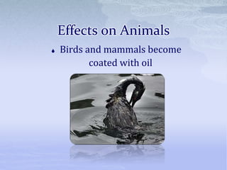 Effects on Animals
 Birds and mammals become
coated with oil
 