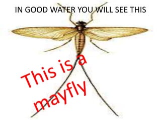 IN GOOD WATER YOU WILL SEE THIS