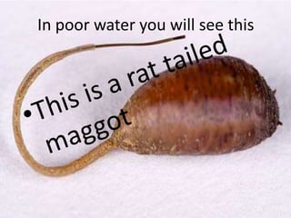 In poor water you will see this