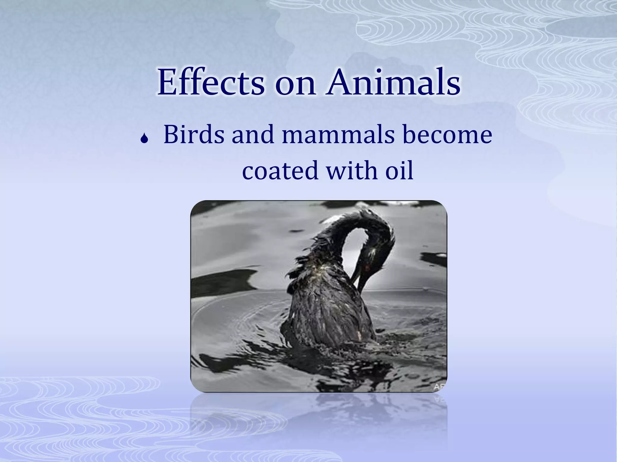 Effects on Animals
Birds and mammals become
coated with oil