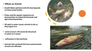 • Effects on Animal
• Health Water pollution kills life that depends
on these water bodies.
• Fishes and the aquatic organisms are
poisoneddue to industrial chemicals and
agricultural pesticides.
• Oil spilis in water causes animals to die as
they ingest it or
• come across it. Oil cannot be dissolved
in water so it causes
• suffocationin fish and birds.
• Animals that eat dead fish fromcontaminated
streams are affected.
 
