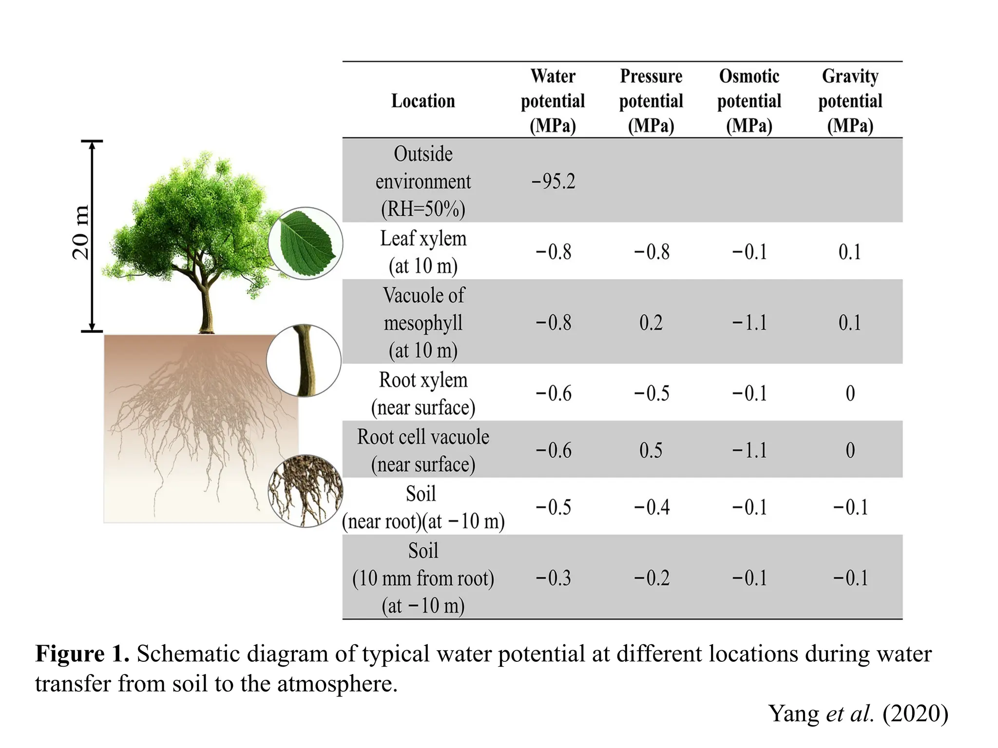 Figure 1. Schematic diagram of typical water potential at different locations during water
transfer from soil to the atmosphere.
Yang et al. (2020)
 