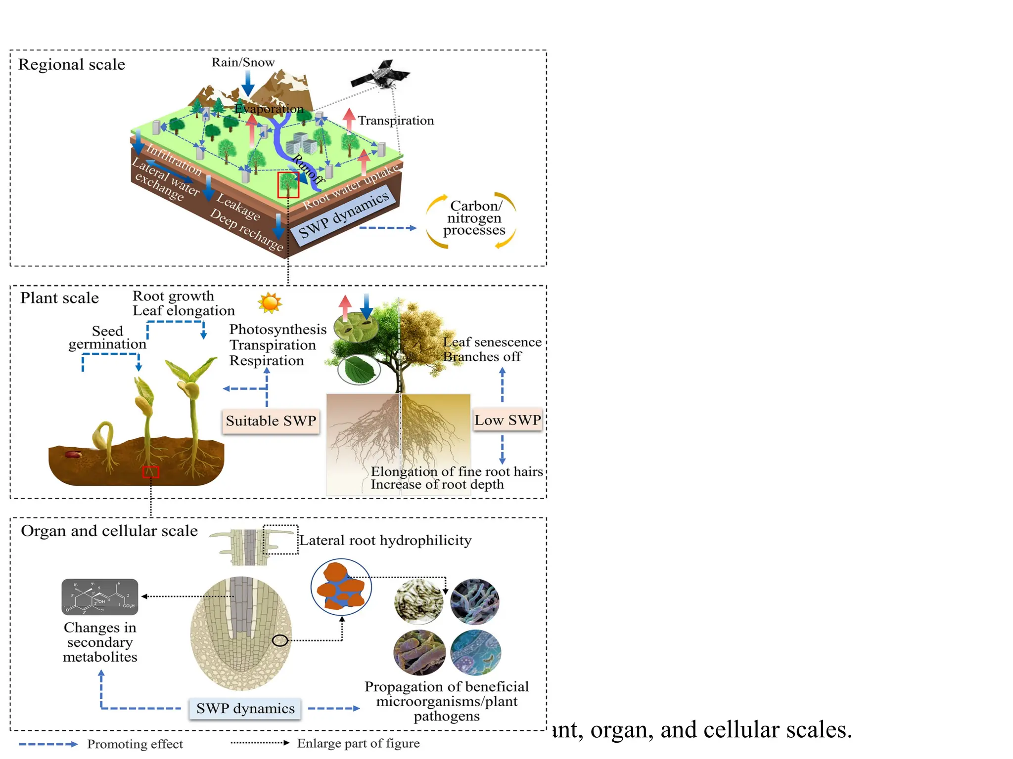 Figure 4. Effects of SWP at the landscape, plant, organ, and cellular scales.
 