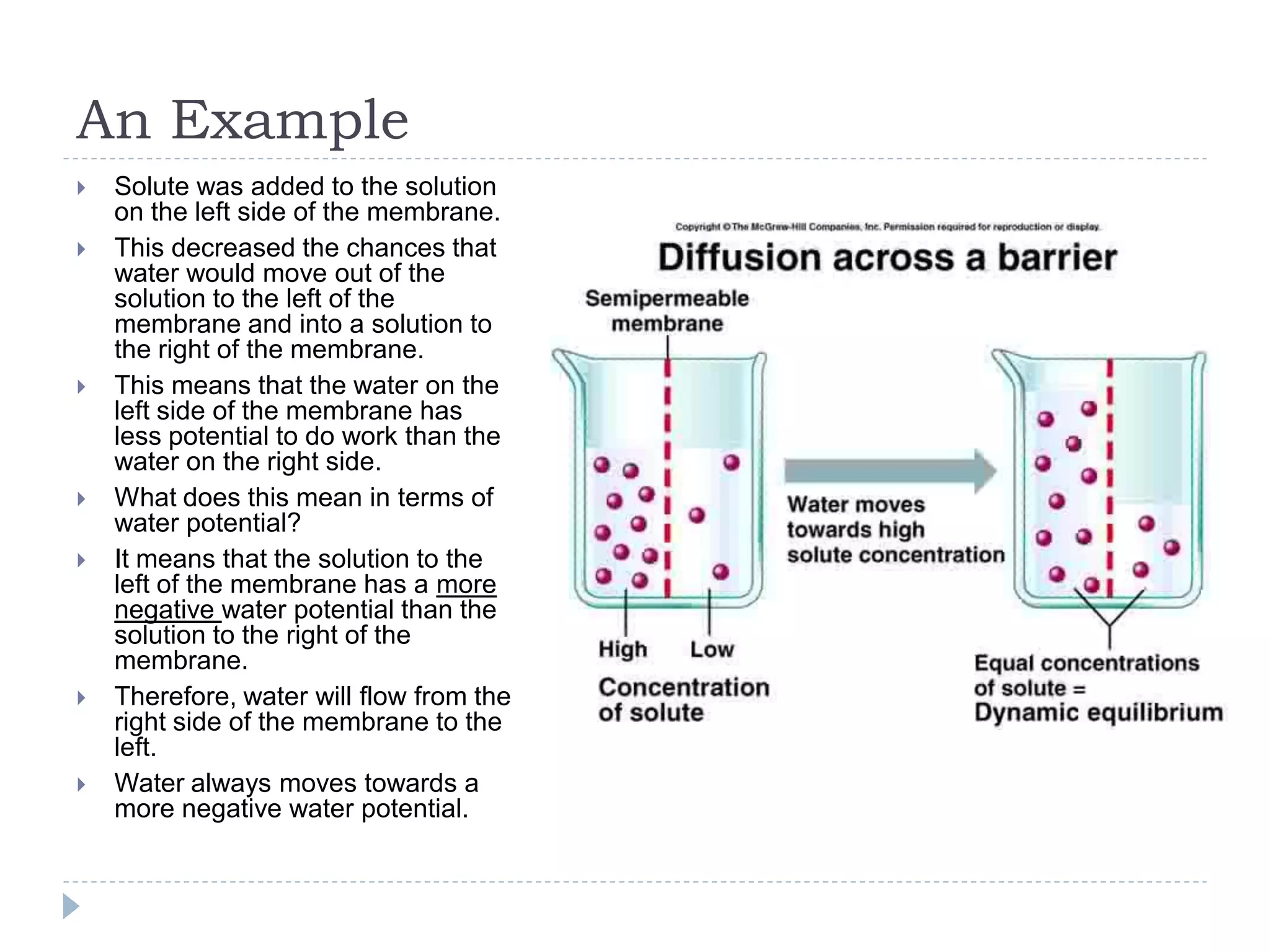An Example












Solute was added to the solution
on the left side of the membrane.
This decreased the chances that
water would move out of the
solution to the left of the
membrane and into a solution to
the right of the membrane.
This means that the water on the
left side of the membrane has
less potential to do work than the
water on the right side.
What does this mean in terms of
water potential?
It means that the solution to the
left of the membrane has a more
negative water potential than the
solution to the right of the
membrane.
Therefore, water will flow from the
right side of the membrane to the
left.
Water always moves towards a
more negative water potential.

 