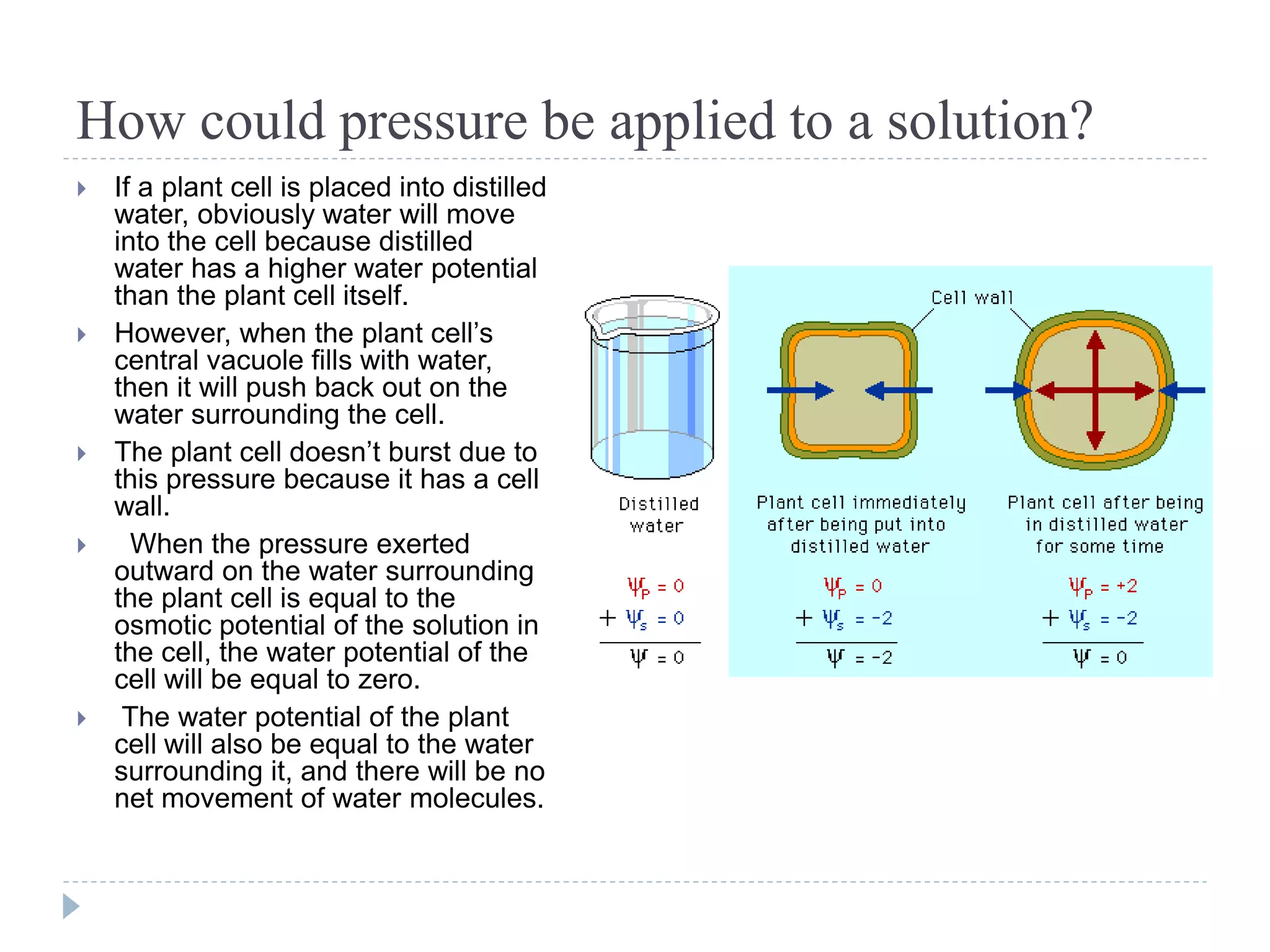 How could pressure be applied to a solution?










If a plant cell is placed into distilled
water, obviously water will move
into the cell because distilled
water has a higher water potential
than the plant cell itself.
However, when the plant cell’s
central vacuole fills with water,
then it will push back out on the
water surrounding the cell.
The plant cell doesn’t burst due to
this pressure because it has a cell
wall.
When the pressure exerted
outward on the water surrounding
the plant cell is equal to the
osmotic potential of the solution in
the cell, the water potential of the
cell will be equal to zero.
The water potential of the plant
cell will also be equal to the water
surrounding it, and there will be no
net movement of water molecules.

 