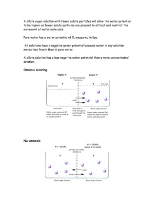 A dilute sugar solution with fewer solute particles will allow the water potential
to be higher as fewer solute particles are present to attract and restrict the
movement of water molecules.

Pure water has a water potential of 0, measured in Kpa

All solutions have a negative water potential because water in any solution
moves less freely than in pure water.

A dilute solution has a less negative water potential than a more concentrated
solution.

Osmosis occuring




No osmosis
 