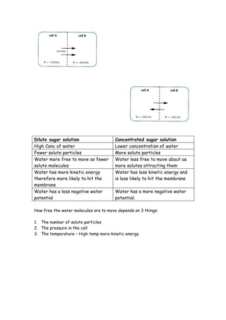Dilute sugar solution                  Concentrated sugar solution
High Conc of water                     Lower concentration of water
Fewer solute particles                 More solute particles
Water more free to move as fewer       Water less free to move about as
solute molecules                       more solutes attracting them
Water has more kinetic energy          Water has less kinetic energy and
therefore more likely to hit the       is less likely to hit the membrane
membrane
Water has a less negative water        Water has a more negative water
potential                              potential.

How free the water molecules are to move depends on 3 things:

1. The number of solute particles
2. The pressure in the cell
3. The temperature – High temp more kinetic energy.
 