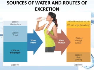 SOURCES OF WATER AND ROUTES OF
EXCRETION
 