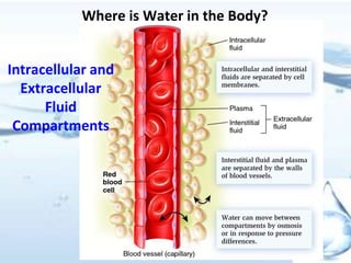 Intracellular and
Extracellular
Fluid
Compartments
Where is Water in the Body?
 