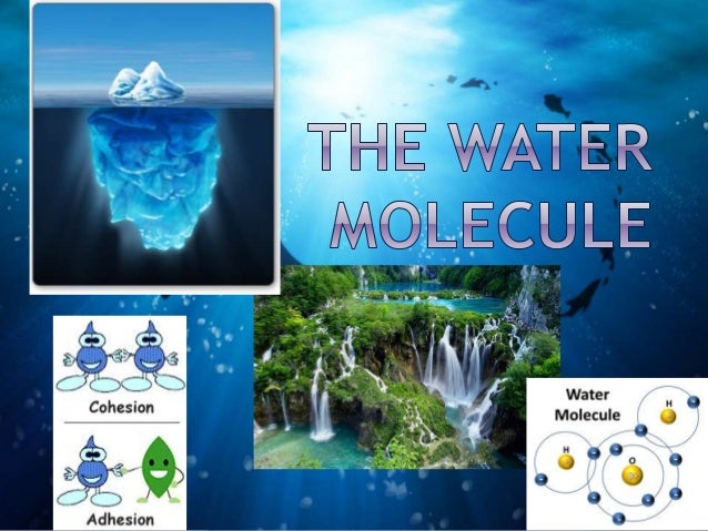 Properties Of Water Worksheet Biology