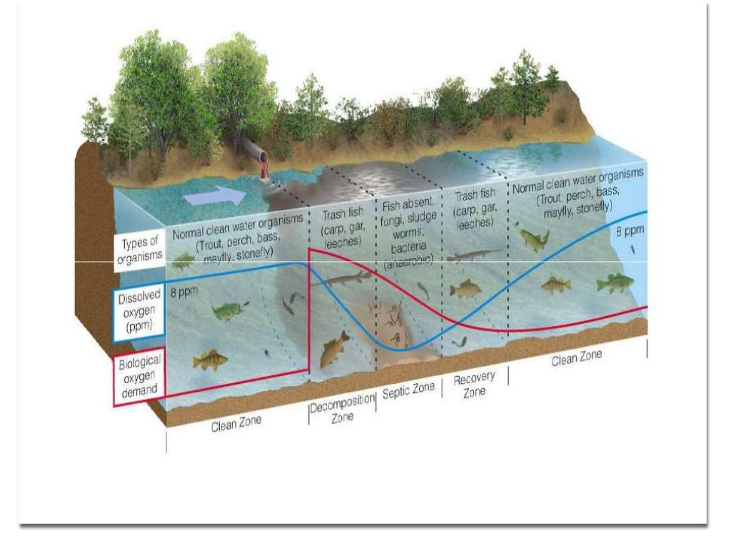 Water purification processes in natural systems lecture 2