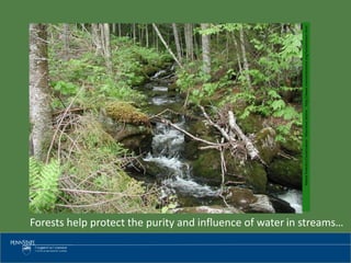 MaineForestryConservation-ManometMainehttp://www.manometmaine.org/headstream.html
Forests help protect the purity and influence of water in streams…
 