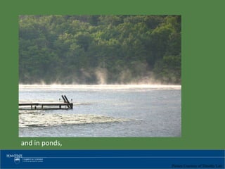 Picture Courtesy of Timothy Latz
and in ponds,
 