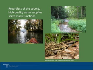 Regardless of the source,
high quality water supplies
serve many functions.
Northern Pickerel Frog, image courtesy of Jerod Skebo
 