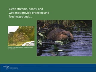 Clean streams, ponds, and
wetlands provide breeding and
feeding grounds…
Pickerel Frog eggs/tadpoles, image courtesy of
Jerod Skebo
 