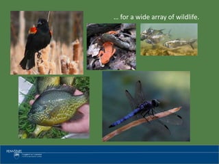 … for a wide array of wildlife.
 