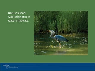 Nature’s food
web originates in
watery habitats.
 