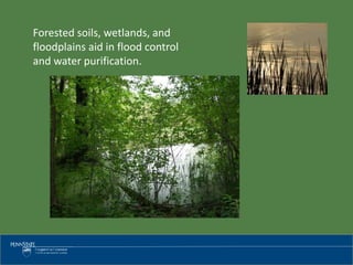Forested soils, wetlands, and
floodplains aid in flood control
and water purification.
 