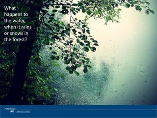 What
happens to
the water,
when it rains
or snows in
the forest?
 