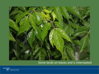 Some lands on leaves and is intercepted
 