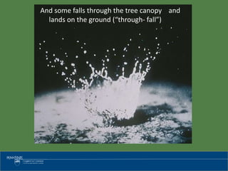 And some falls through the tree canopy and
lands on the ground (“through- fall”)
 