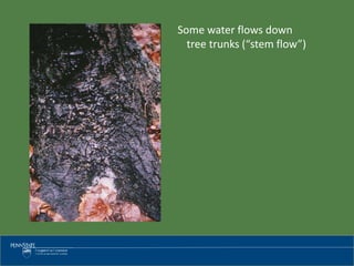 Some water flows down
tree trunks (“stem flow”)
 