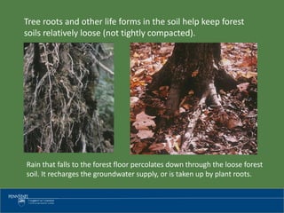 Tree roots and other life forms in the soil help keep forest
soils relatively loose (not tightly compacted).
Rain that falls to the forest floor percolates down through the loose forest
soil. It recharges the groundwater supply, or is taken up by plant roots.
 