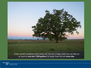 Under certain conditions (very moist soil, dry air), a large, leafy tree can take up
as much as one ton (~240 gallons ) of water from the soil every day.
 