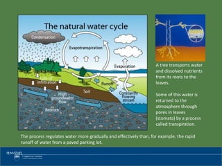 A tree transports water
and dissolved nutrients
from its roots to the
leaves.
Some of this water is
returned to the
atmosphere through
pores in leaves
(stomata) by a process
called transpiration.
The process regulates water more gradually and effectively than, for example, the rapid
runoff of water from a paved parking lot.
 