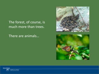The forest, of course, is
much more than trees.
There are animals…
 