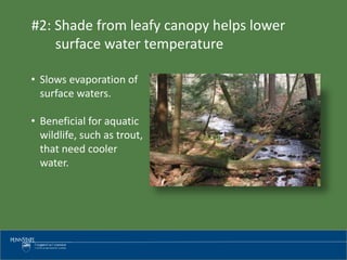 • Slows evaporation of
surface waters.
• Beneficial for aquatic
wildlife, such as trout,
that need cooler
water.
#2: Shade from leafy canopy helps lower
surface water temperature
 
