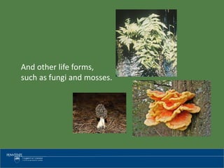 And other life forms,
such as fungi and mosses.
 