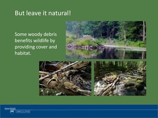 But leave it natural!
Some woody debris
benefits wildlife by
providing cover and
habitat.
 