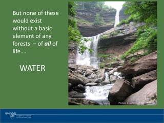 Picture Courtesy of Timothy Latz
But none of these
would exist
without a basic
element of any
forests – of all of
life….
WATER
 