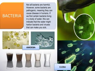 BACTERIA
Not all bacteria are harmful.
However, some bacteria are
pathogenic, meaning they can
cause disease in humans. If
we find certain bacteria living
in a body of water, this can
indicate that the water might
harbor bacteria and viruses
that can make you sick.
E.COLI
AMOEBA
 
