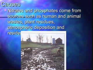 CausesCauses
 Nitrates and phosphates come fromNitrates and phosphates come from
sources such as human and animalsources such as human and animal
wastes, plant residues,wastes, plant residues,
atmospheric deposition andatmospheric deposition and
residential land.residential land.
 