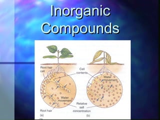 InorganicInorganic
CompoundsCompounds
 