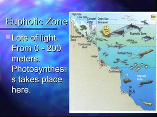 Euphotic ZoneEuphotic Zone
 Lots of light.Lots of light.
From 0 - 200From 0 - 200
meters.meters.
PhotosynthesiPhotosynthesi
s takes places takes place
here.here.
 