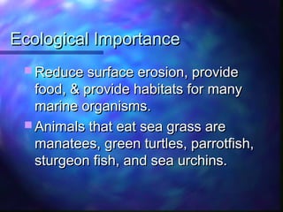 Ecological ImportanceEcological Importance
 Reduce surface erosion, provideReduce surface erosion, provide
food, & provide habitats for manyfood, & provide habitats for many
marine organisms.marine organisms.
 Animals that eat sea grass areAnimals that eat sea grass are
manatees, green turtles, parrotfish,manatees, green turtles, parrotfish,
sturgeon fish, and sea urchins.sturgeon fish, and sea urchins.
 