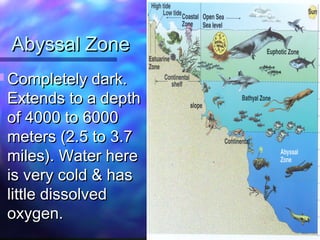 Abyssal ZoneAbyssal Zone
 Completely dark.Completely dark.
Extends to a depthExtends to a depth
of 4000 to 6000of 4000 to 6000
meters (2.5 to 3.7meters (2.5 to 3.7
miles). Water heremiles). Water here
is very cold & hasis very cold & has
little dissolvedlittle dissolved
oxygen.oxygen.
 